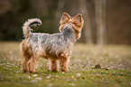 stehender Yorkshire Terrier