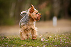 stehender Yorkshire Terrier