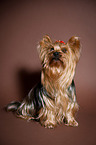 sitzender Yorkshire Terrier