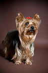 stehender Yorkshire Terrier