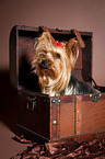 Yorkshire Terrier sitzt in Kiste