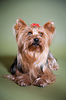 liegender Yorkshire Terrier