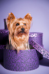 Yorkshire Terrier sitzt in Papierbox