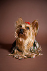 liegender Yorkshire Terrier