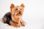 liegender Yorkshire Terrier