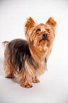 stehender Yorkshire Terrier