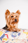 liegender Yorkshire Terrier