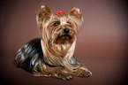 liegender Yorkshire Terrier