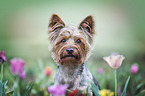 Yorkshire Terrier zwischen Blumen