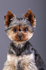 Yorkshire Terrier Portrait