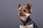 Yorkshire Terrier Portrait