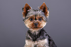 Yorkshire Terrier Portrait