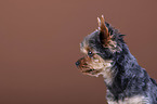 Yorkshire Terrier Portrait