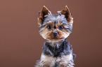 Yorkshire Terrier Portrait