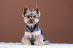 sitzender Yorkshire Terrier