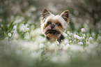 Yorkshire Terrier Portrait