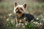 stehender Yorkshire Terrier