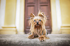 liegender Yorkshire Terrier