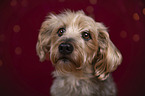 Yorkshire Terrier Portrait