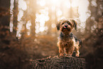 Yorkshire Terrier im Herbst