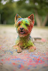 Yorkshire Terrier mit Holifarbe