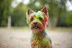 Yorkshire Terrier mit Holifarbe