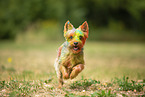 Yorkshire Terrier mit Holifarbe