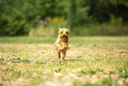 Yorkshire Terrier mit Holifarbe
