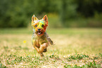 Yorkshire Terrier mit Holifarbe