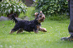 Yorkshire Terrier im Sommer