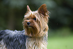 Yorkshire Terrier im Sommer