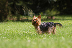 Yorkshire Terrier im Sommer