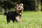 Yorkshire Terrier im Sommer