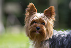 Yorkshire Terrier im Sommer