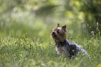 Yorkshire Terrier im Sommer