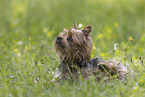 Yorkshire Terrier im Sommer