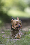 Yorkshire Terrier im Sommer