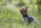 Yorkshire Terrier im Sommer