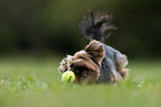 Yorkshire Terrier beim Spielen