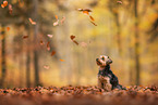 Yorkshire Terrier im Herbst