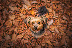 Yorkshire Terrier im Herbst