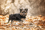 Yorkshire Terrier im Herbst