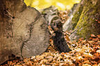 Yorkshire Terrier im Herbst