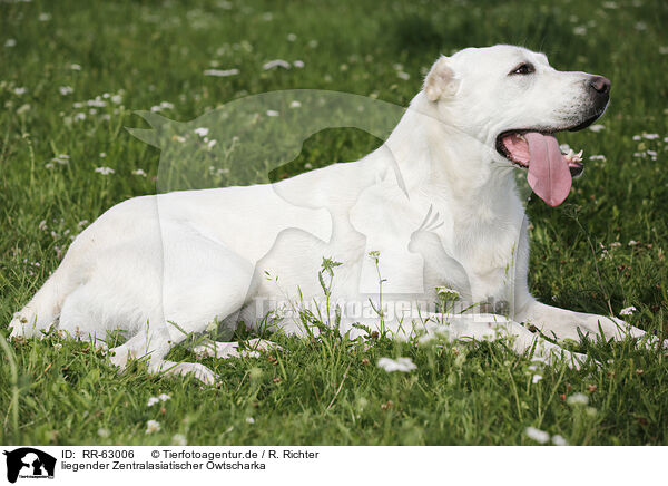 liegender Zentralasiatischer Owtscharka / lying Central Asian Shepherd Dog / RR-63006