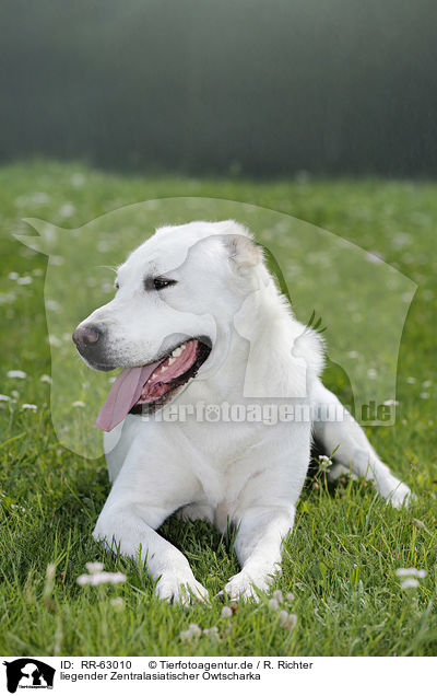 liegender Zentralasiatischer Owtscharka / lying Central Asian Shepherd Dog / RR-63010