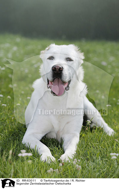 liegender Zentralasiatischer Owtscharka / lying Central Asian Shepherd Dog / RR-63011