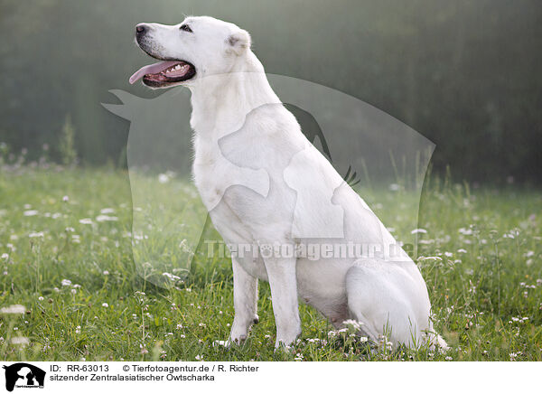 sitzender Zentralasiatischer Owtscharka / sitting Central Asian Shepherd Dog / RR-63013