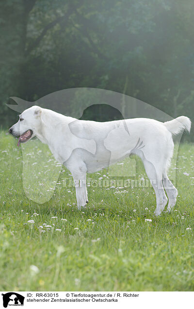 stehender Zentralasiatischer Owtscharka / standing Central Asian Shepherd Dog / RR-63015