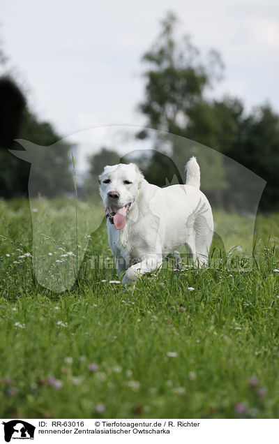 rennender Zentralasiatischer Owtscharka / running Central Asian Shepherd Dog / RR-63016