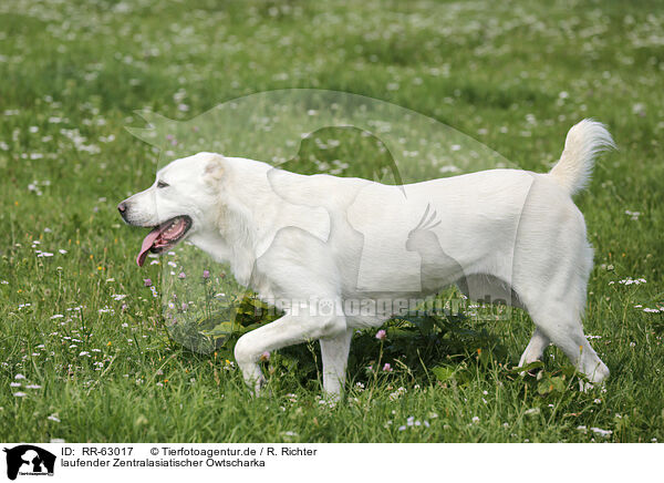 laufender Zentralasiatischer Owtscharka / walking Central Asian Shepherd Dog / RR-63017
